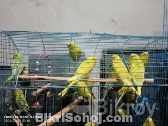 বাজারিগার পাখি